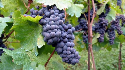 1 Día: Bosque de Sequoias y Wine Country (País del Vino)